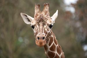 Giraffenbulle Tilodi verstorben